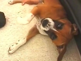 Gauge - please 11 - extremely rare - for collectors clip1