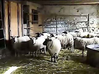 Big Grandma on the farm